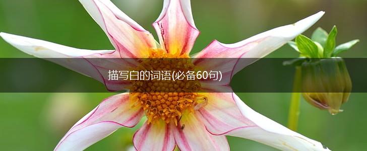 描写白的词语(必备60句),第1张