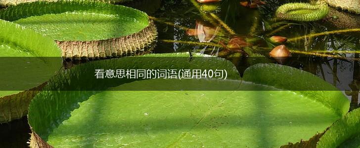 看意思相同的词语(通用40句),第1张
