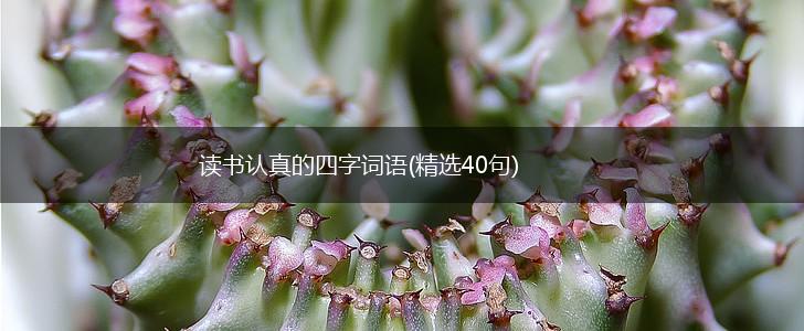 读书认真的四字词语(精选40句),第1张