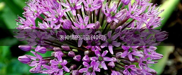 表神情的词语(40句),第1张