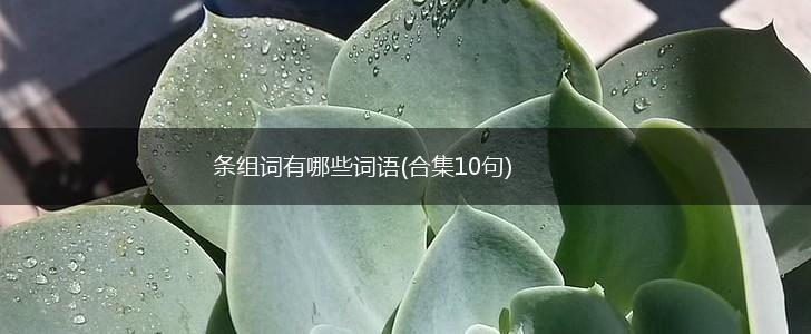 条组词有哪些词语(合集10句),第1张