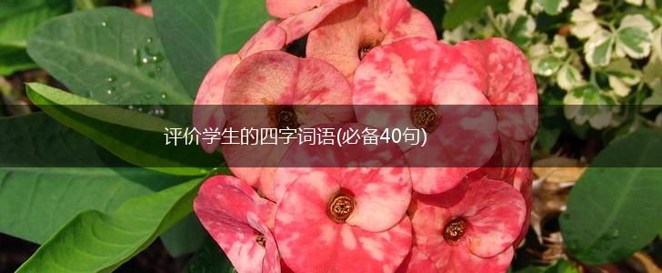 评价学生的四字词语(必备40句),第1张