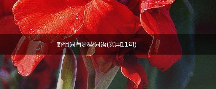 野组词有哪些词语(实用11句),第1张
