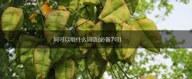 阿可以组什么词语(必备7句),第1张