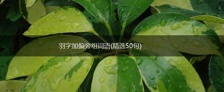 羽字加偏旁组词语(精选50句),第1张