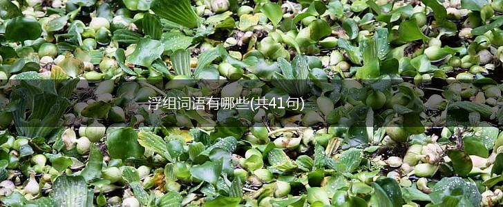 浮组词语有哪些(共41句),第1张