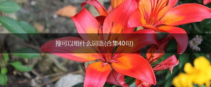 搜可以组什么词语(合集40句),第1张
