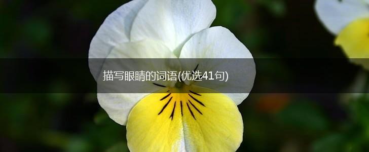 描写眼睛的词语(优选41句),第1张
