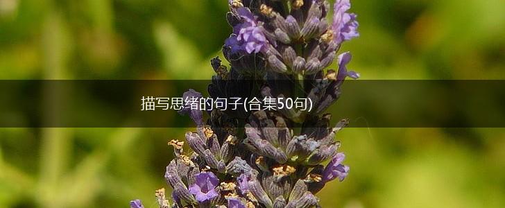 描写思绪的句子(合集50句),第1张