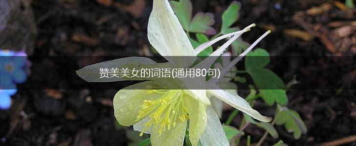 赞美美女的词语(通用80句),第1张