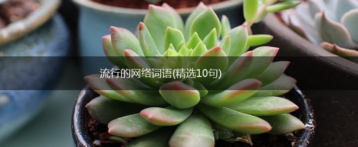 流行的网络词语(精选10句),第1张
