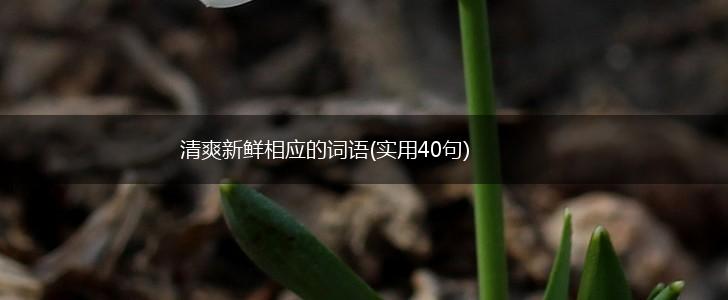 清爽新鲜相应的词语(实用40句),第1张