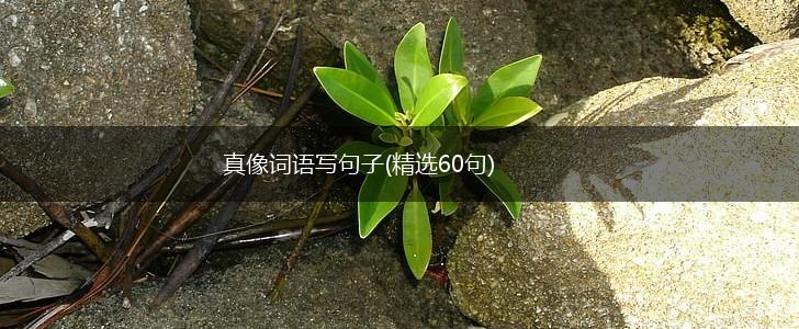 真像词语写句子(精选60句),第1张