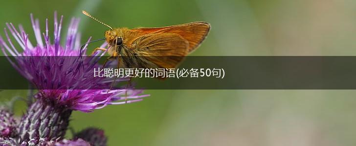 比聪明更好的词语(必备50句),第1张