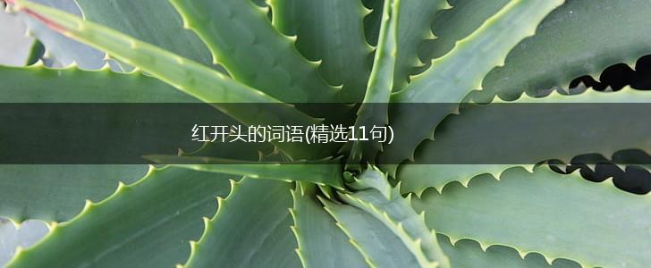 红开头的词语(精选11句),第1张