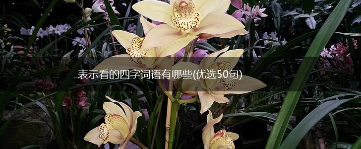 表示看的四字词语有哪些(优选50句),第1张
