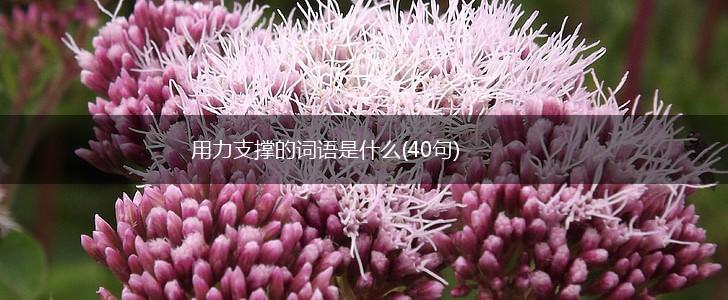 用力支撑的词语是什么(40句),第1张