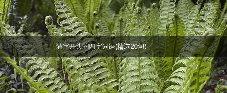 清字开头的四字词语(精选20句),第1张