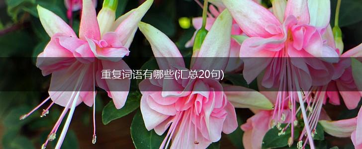 重复词语有哪些(汇总20句),第1张