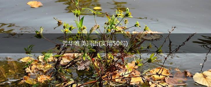 芳华唯美词语(实用50句),第1张