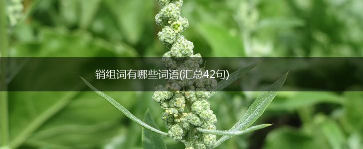 销组词有哪些词语(汇总42句),第1张