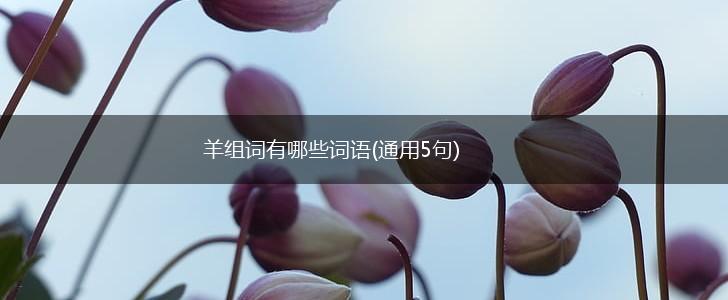 羊组词有哪些词语(通用5句),第1张