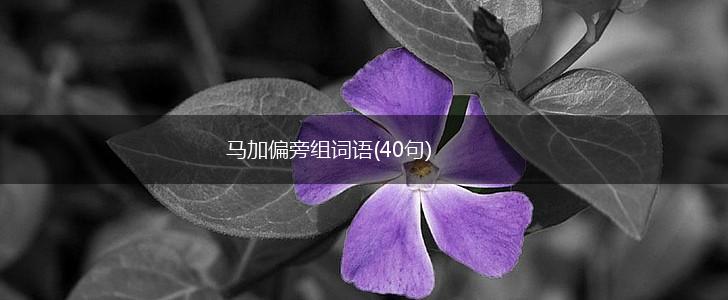 马加偏旁组词语(40句),第1张
