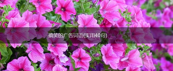 搞笑的广告词语(实用40句),第1张