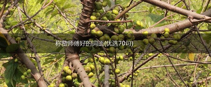 称赞师傅好的词语(优选70句),第1张