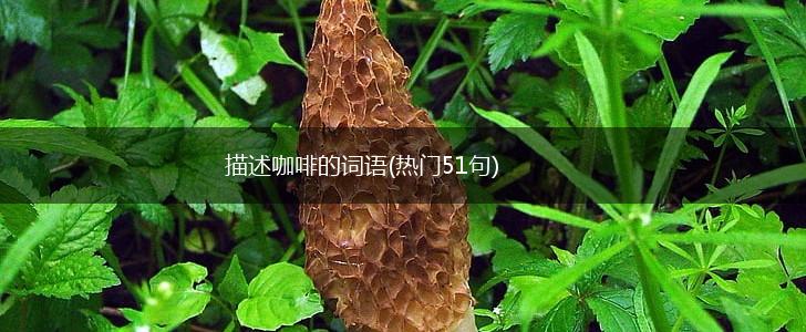 描述咖啡的词语(热门51句),第1张