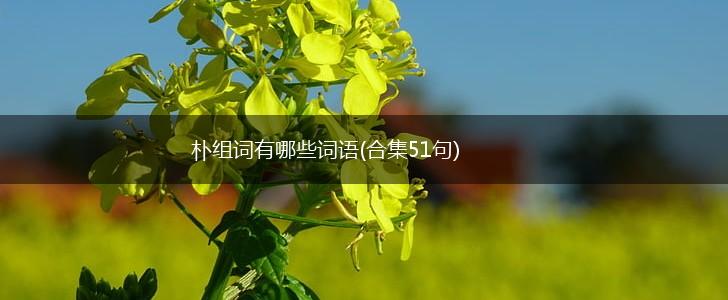朴组词有哪些词语(合集51句),第1张