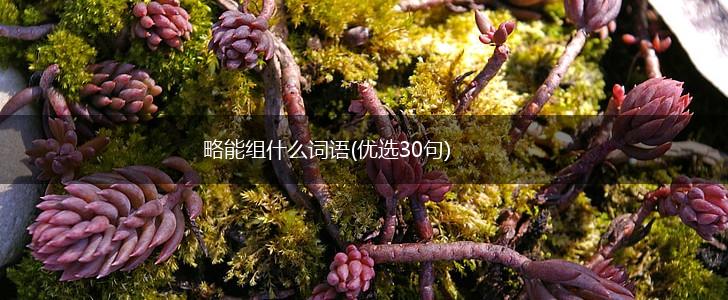 略能组什么词语(优选30句),第1张