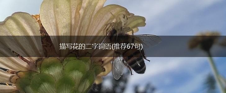 描写花的二字词语(推荐67句),第1张
