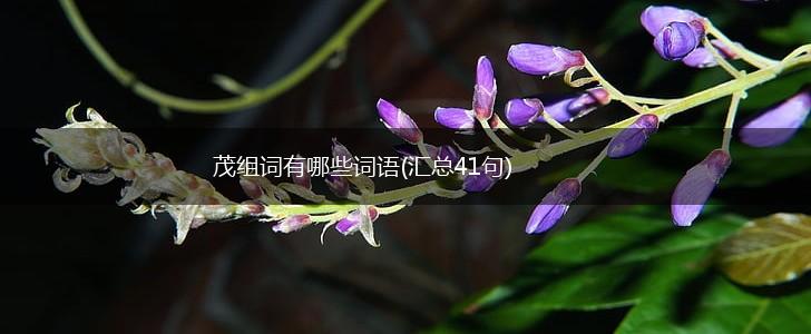 茂组词有哪些词语(汇总41句),第1张