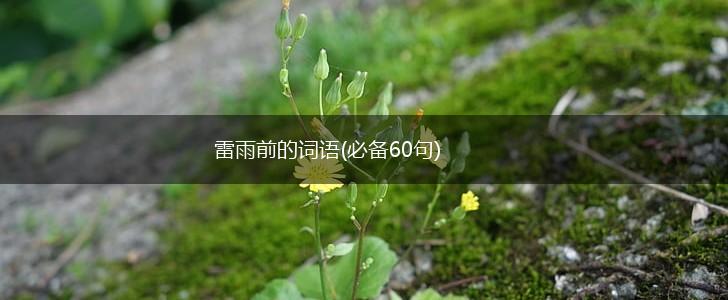 雷雨前的词语(必备60句),第1张