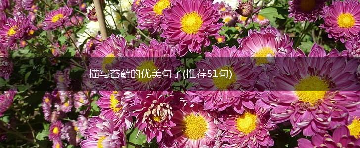 描写苔藓的优美句子(推荐51句),第1张