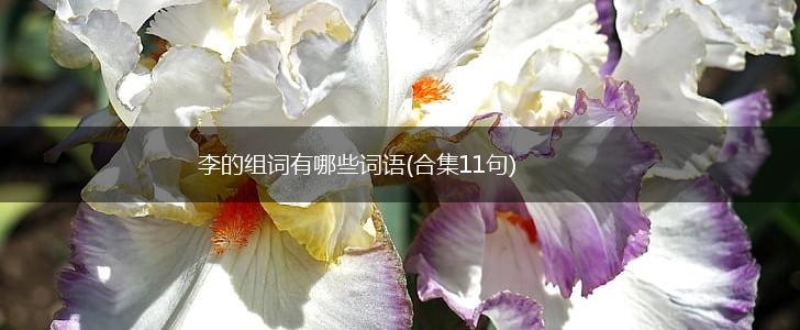 李的组词有哪些词语(合集11句),第1张