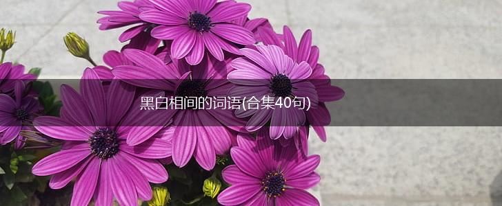 黑白相间的词语(合集40句),第1张