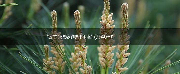 赞美火锅好吃的词语(共40句),第1张