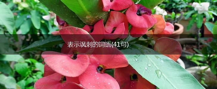表示讽刺的词语(41句),第1张
