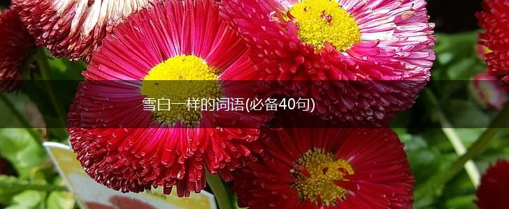 雪白一样的词语(必备40句),第1张