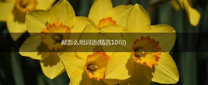 献怎么组词语(精选10句),第1张