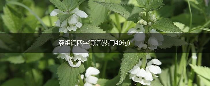袭组词四字词语(热门40句),第1张