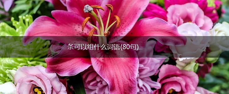 条可以组什么词语(80句),第1张