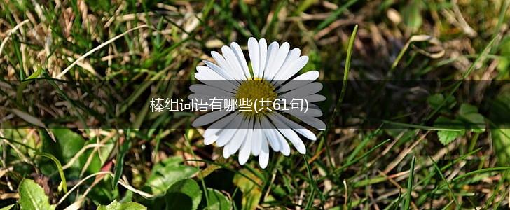 榛组词语有哪些(共61句),第1张