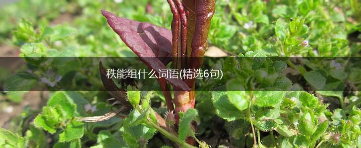 秩能组什么词语(精选6句),第1张