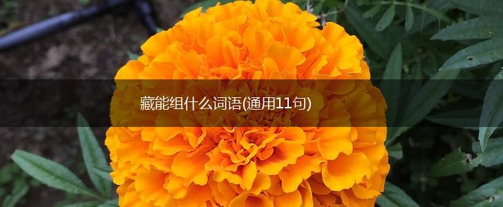 藏能组什么词语(通用11句),第1张