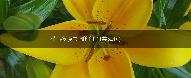 描写夜晚虫鸣的句子(共51句),第1张