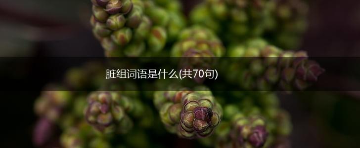 脏组词语是什么(共70句),第1张