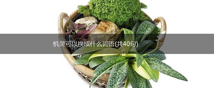 机灵可以换成什么词语(共40句),第1张